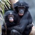 San Diego Zoo attraction information