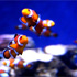 Aquarium of the Pacific attraction information