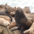 San Diego to La Jolla Tours with TourGuideTim attraction information